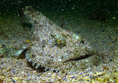 Lophius piscatorius