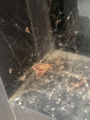 Hypoprepia miniata