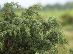 Juniperus brevifolia
