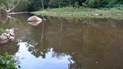 Lepomis auritus × gibbosus