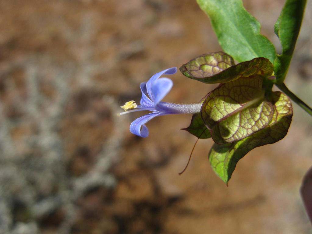 Megalochlamys marlothii