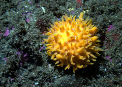 Polymastia boletiformis