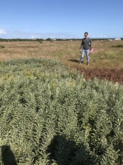 Salix humilis tristis