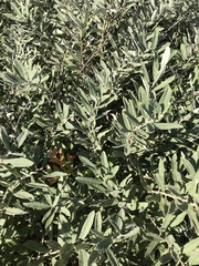 Salix humilis tristis