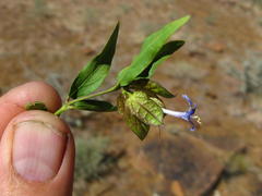 Megalochlamys marlothii
