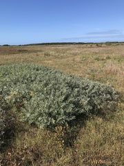 Salix humilis tristis