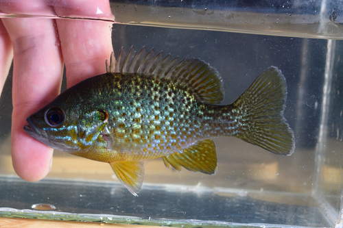 Redbreast Sunfish × Pumpkinseed (Hybrid Lepomis auritus × gibbosus ...