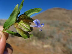 Megalochlamys marlothii