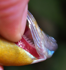 Lepomis auritus × gibbosus
