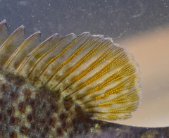 Lepomis auritus × gibbosus