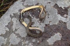 Psammophis crucifer