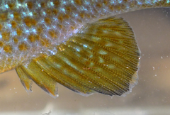 Lepomis auritus × gibbosus