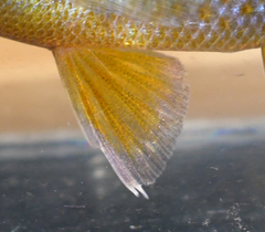 Lepomis auritus × gibbosus