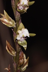 Prasophyllum fimbria