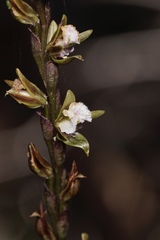 Prasophyllum fimbria