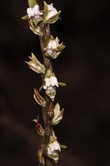 Prasophyllum fimbria