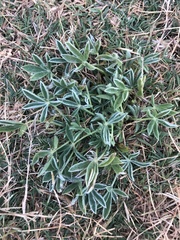 Lupinus texensis