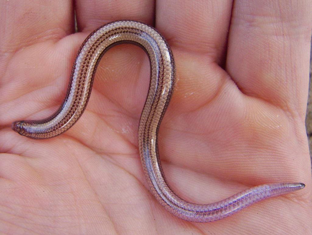 Coastal Dwarf Burrowing Skink