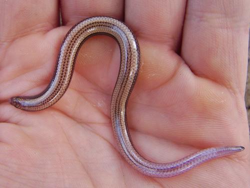 Scelotes vestigifer