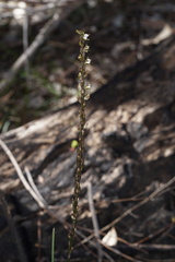 Prasophyllum fimbria