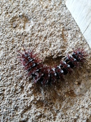 Ormiscodes cinnamomea