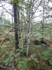 Betula platyphylla