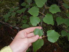 Betula platyphylla
