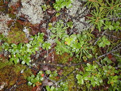 Artemisia lagocephala