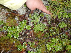 Artemisia lagocephala