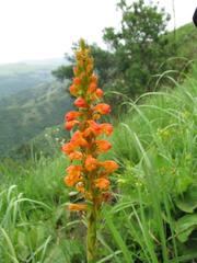 Satyrium neglectum woodii
