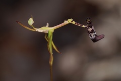 Drakaea livida