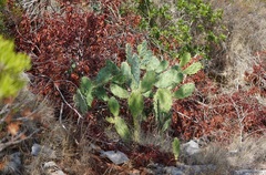 Opuntia elatior