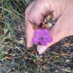 Dianthus chinensis