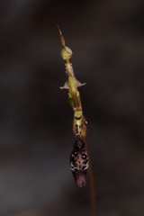 Drakaea livida