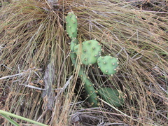 Opuntia mesacantha