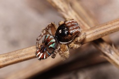 Maratus cristatus