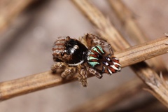 Maratus cristatus