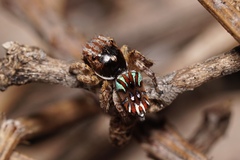 Maratus cristatus