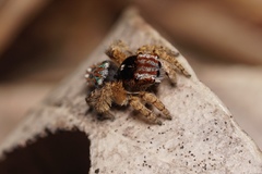 Maratus cristatus