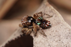 Maratus cristatus