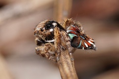 Maratus cristatus