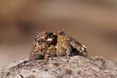 Maratus cristatus
