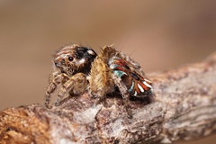 Maratus cristatus