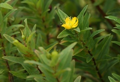 Hypericum foliosum