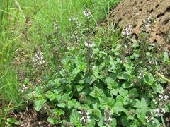 Orthosiphon suffrutescens