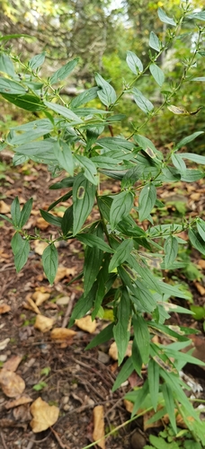 Lithospermum officinale image