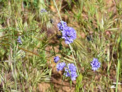 Gilia achilleifolia