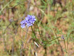 Gilia achilleifolia
