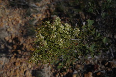 Hakea auriculata