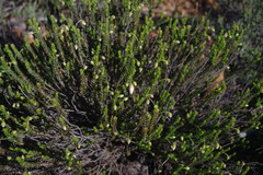 Tetratheca confertifolia